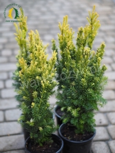 Taxus baccata 'Aranysüveg' (Aranysuveg / Goldenhut)